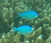 Chromis viridis