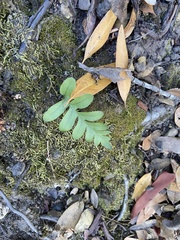 Polypodium californicum
