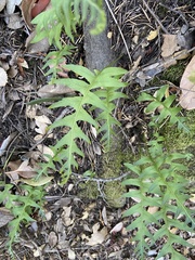 Polypodium californicum