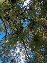 Fraxinus pennsylvanica