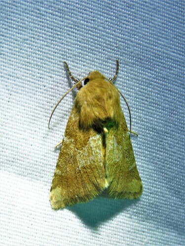 Schinia mortua photo 4