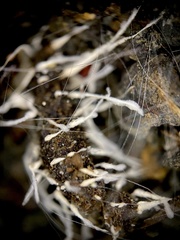 Amphichorda