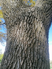 Fraxinus pennsylvanica