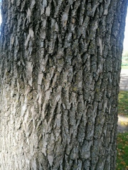 Fraxinus pennsylvanica