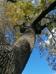 Fraxinus pennsylvanica