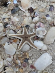 Astropecten
