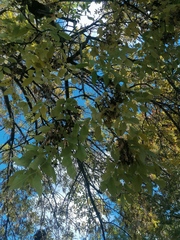 Fraxinus pennsylvanica
