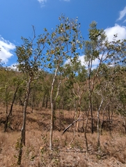 Eucalyptus platyphylla