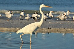Ardea herodias occidentalis