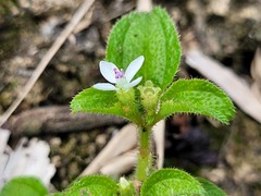 Aciotis acuminifolia