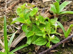 Aciotis acuminifolia