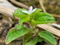 Aciotis acuminifolia
