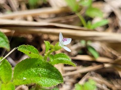 Aciotis acuminifolia