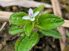 Aciotis acuminifolia