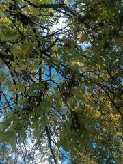 Fraxinus pennsylvanica