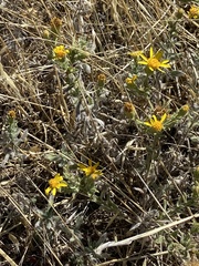 Heterotheca sessiliflora