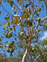 Eucalyptus platyphylla