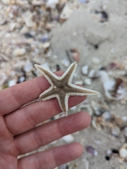 Astropecten