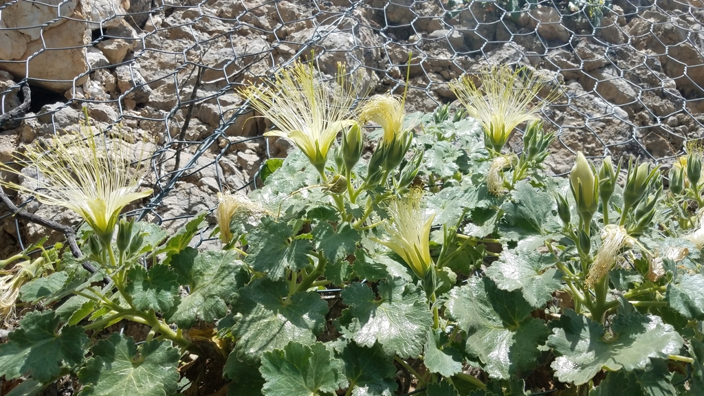 Eucnide grandiflora (Eucnide grandiflora)