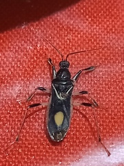 Rasahus hamatus