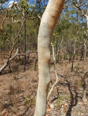 Eucalyptus platyphylla