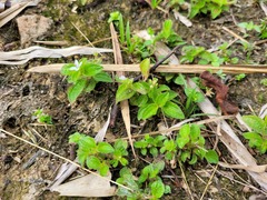 Aciotis acuminifolia
