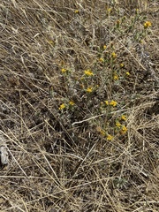 Heterotheca sessiliflora