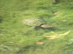 Sternotherus carinatus