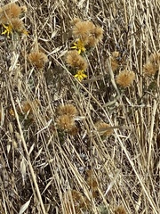 Heterotheca sessiliflora
