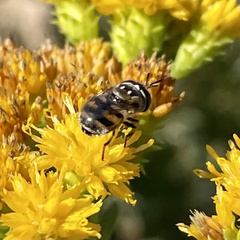 Copestylum marginatum