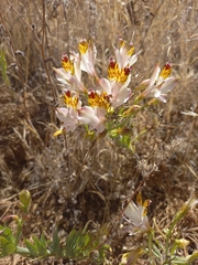 Alstroemeria pulchra