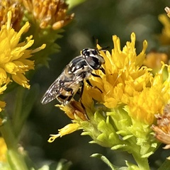 Copestylum marginatum