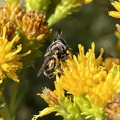 Copestylum marginatum