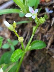Aciotis acuminifolia