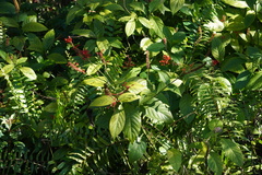 Odontonema