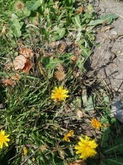 Scorzoneroides autumnalis