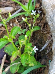 Aciotis acuminifolia