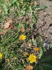 Scorzoneroides autumnalis