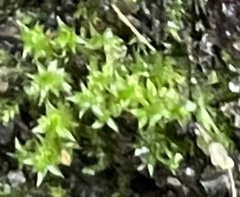 Hydrogonium bolleanum