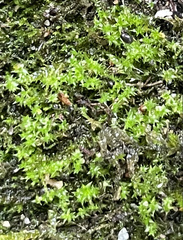 Hydrogonium bolleanum