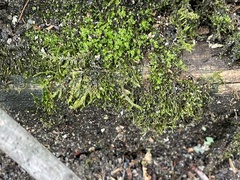 Hydrogonium bolleanum