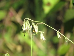 Nabalus serpentarius