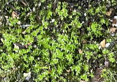 Hydrogonium bolleanum