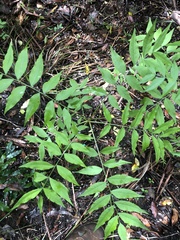 Pistacia chinensis