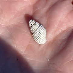 Ilyanassa trivittata