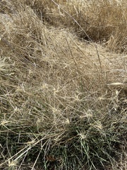 Elymus multisetus