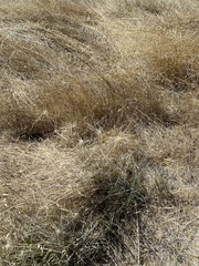 Elymus multisetus