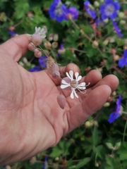 Silene vulgaris
