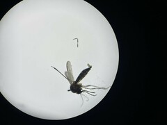 Culicinae