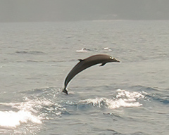Stenella attenuata